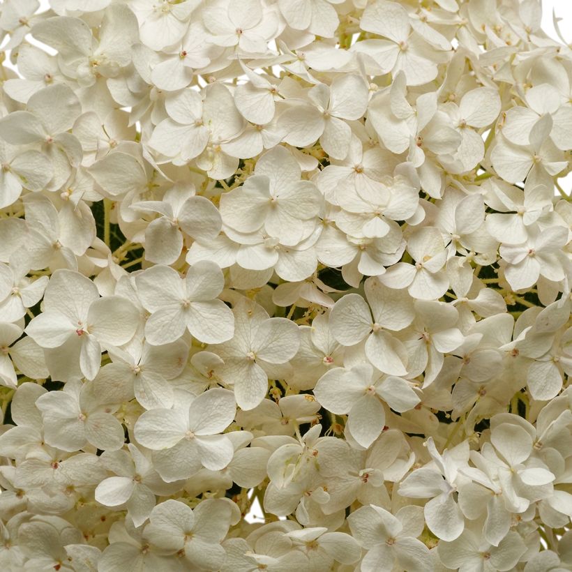 Schneeballhortensie BellaRagazza Blanchetta - Hydrangea arborescens (Blüte)