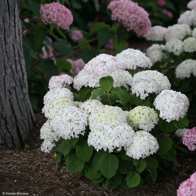 Schneeballhortensie BellaRagazza Blanchetta - Hydrangea arborescens (Hafen)