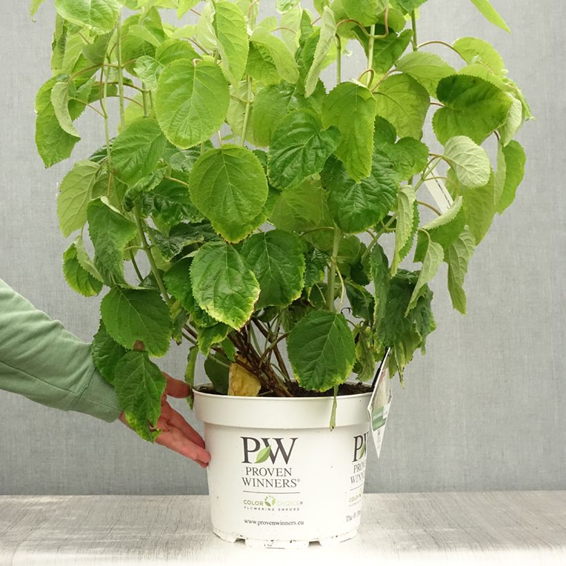 Exemplar von Schneeballhortensie Strong Annabelle ( Incrediball ) - Hydrangea arborescens Topf mit 7,5L/10L wie im Sommer geliefert