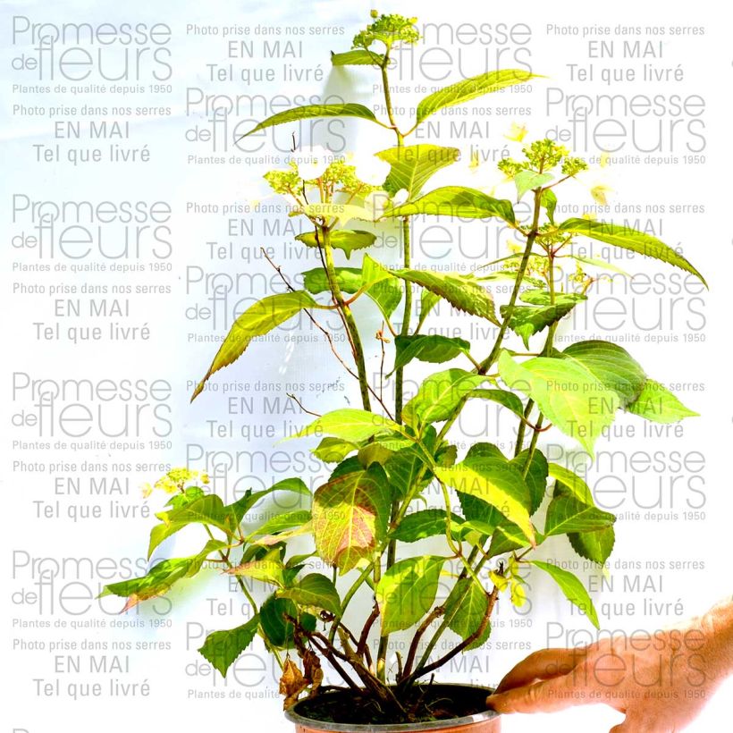 Beispiel eines Exemplars von Hydrangea macrophylla Dolce Kiss - Bauernhortensie Topf mit 2L/3L wie geliefert