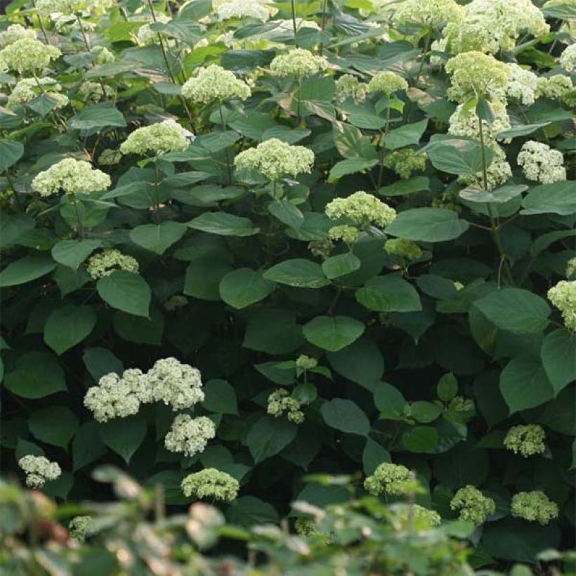 Ballhortensie Lime Rickey - Hydrangea arborescens (Laub)
