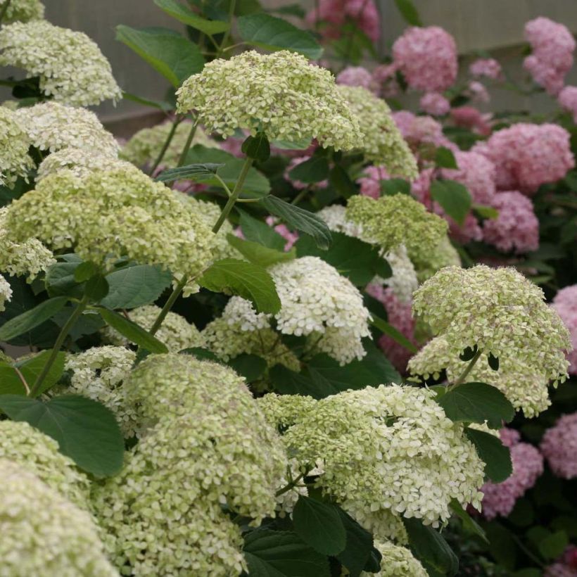 Ballhortensie Lime Rickey - Hydrangea arborescens (Blüte)