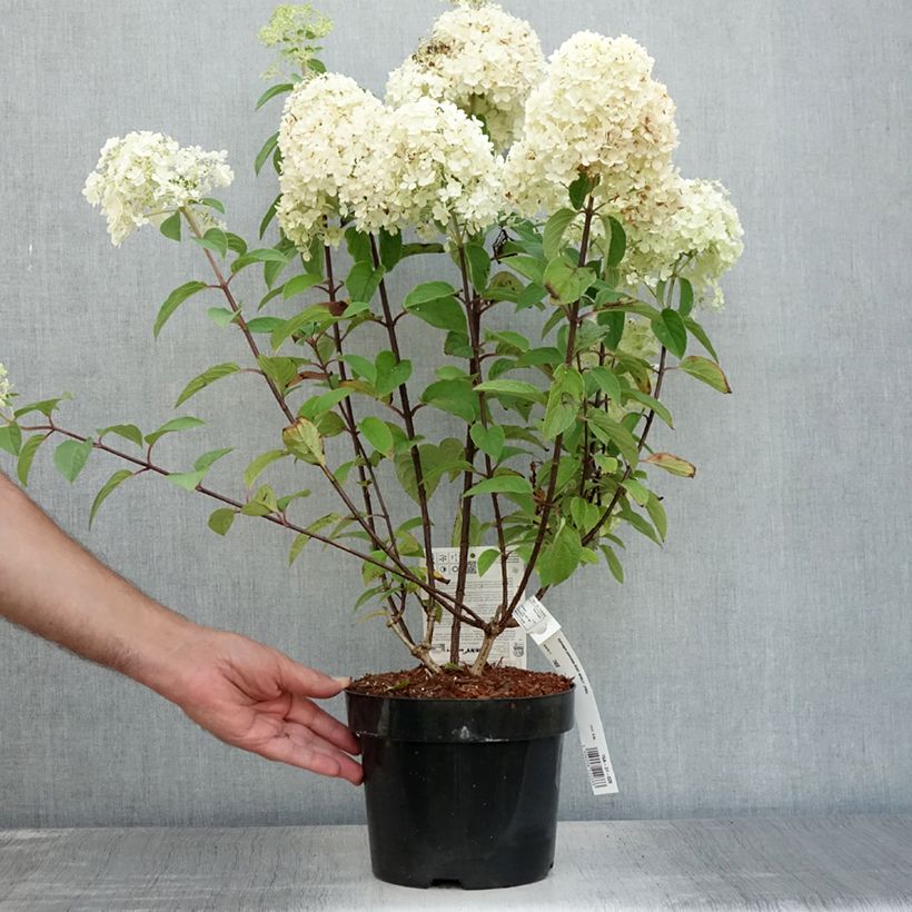 Exemplar von Rispenhortensie Bobo - Hydrangea paniculata Topf mit 3L/4L wie im Sommer geliefert