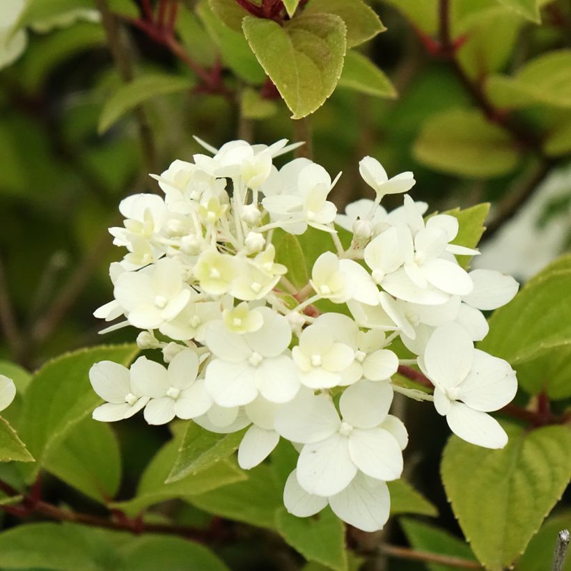 Rispenhortensie Dharuma - Hydrangea paniculata (Blüte)