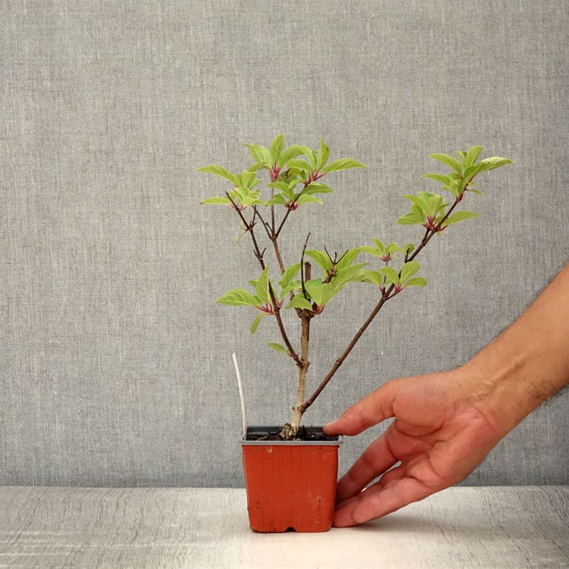 Exemplar von Rispenhortensie Dharuma - Hydrangea paniculata Kleine Töpfe von 8/9 cm wie im Sommer geliefert