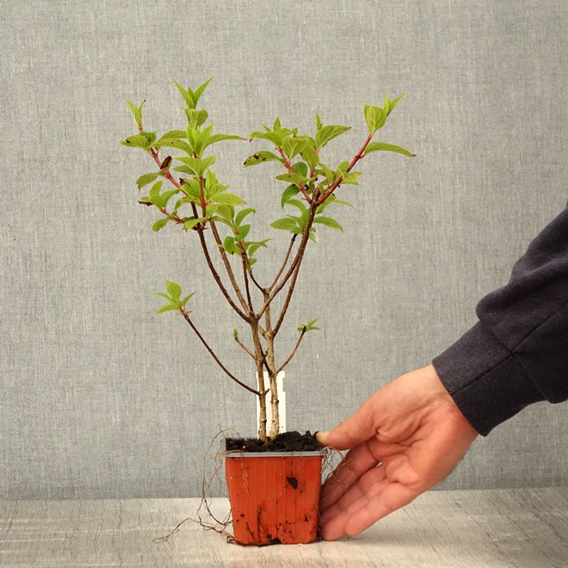 Exemplar von Rispenhortensie Dharuma - Hydrangea paniculata Kleine Töpfe von 8/9 cm wie im Frühjahr geliefert