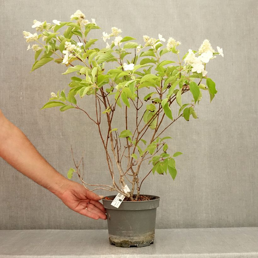 Exemplar von Rispenhortensie Levana - Hydrangea paniculata Topf mit 3L/4L wie im Sommer geliefert