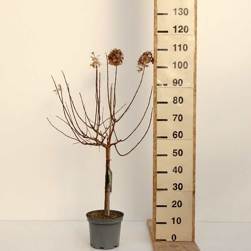 Exemplar von Rispenhortensie Limelight - Hydrangea paniculata Topf mit 3L/4L wie im Winter geliefert