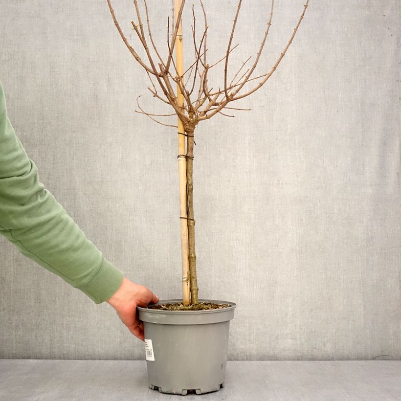 Exemplar von Rispenhortensie Limelight - Hydrangea paniculata Topf mit 3L/4LGelieferte Höhe ca. 60/80cm wie im Frühjahr geliefert