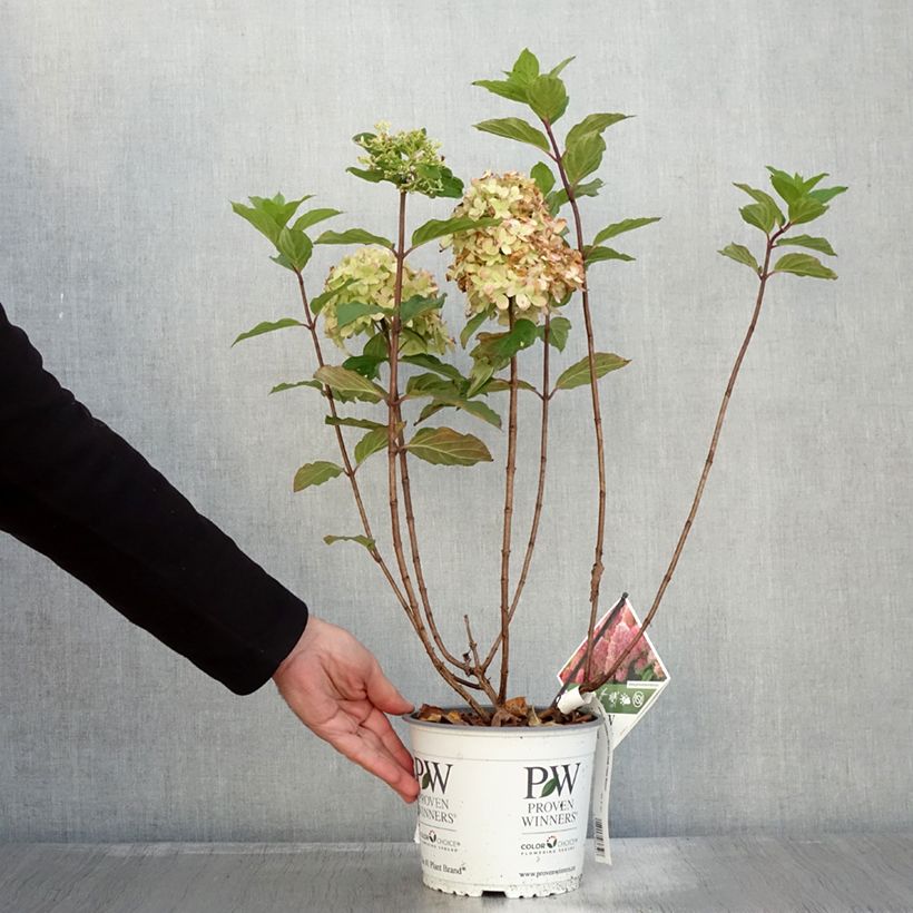 Exemplar von Rispenhortensie Limelight Prime® Proven Winners® - Hydrangea paniculata Topf mit 3L/4L wie im Herbst geliefert