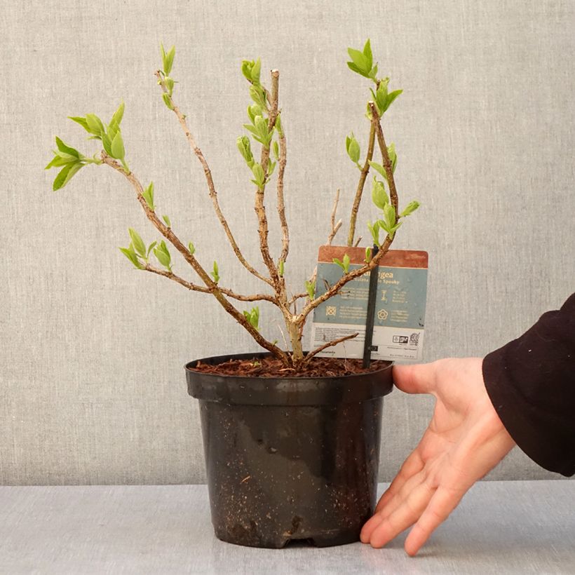Exemplar von Rispenhortensie Little Spooky - Hydrangea paniculata Topf mit 3L/4LGelieferte Höhe ca. 10/15cm wie im Frühjahr geliefert