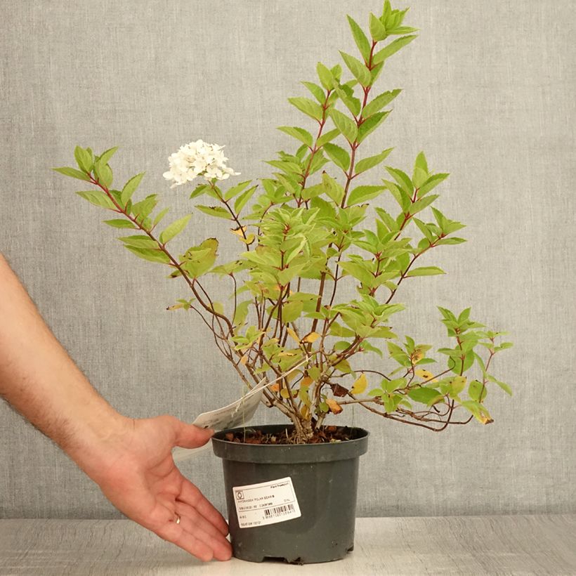 Exemplar von Rispenhortensie Polar Bear - Hydrangea paniculata Topf mit 2L/3L wie im Sommer geliefert