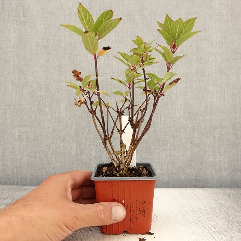 Exemplar von Rispenhortensie Switch Ophelia - Hydrangea paniculata Kleine Töpfe von 8/9 cm wie im Sommer geliefert
