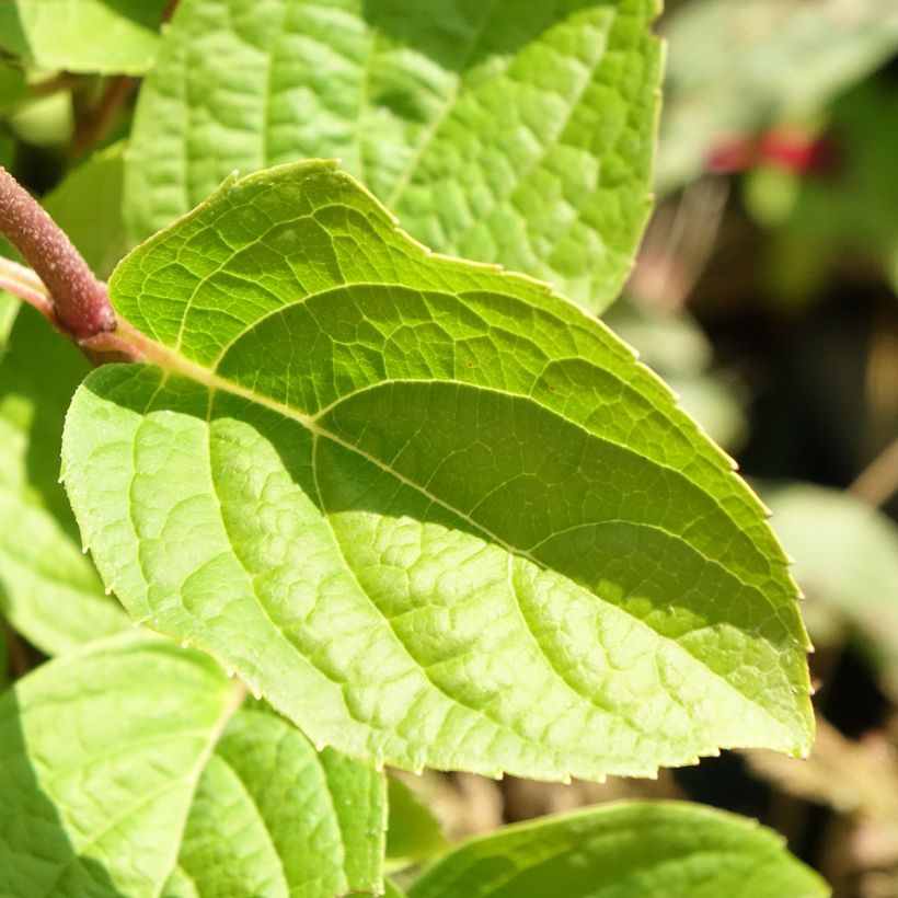 Rispenhortensie Silver Dollar - Hydrangea paniculata (Laub)