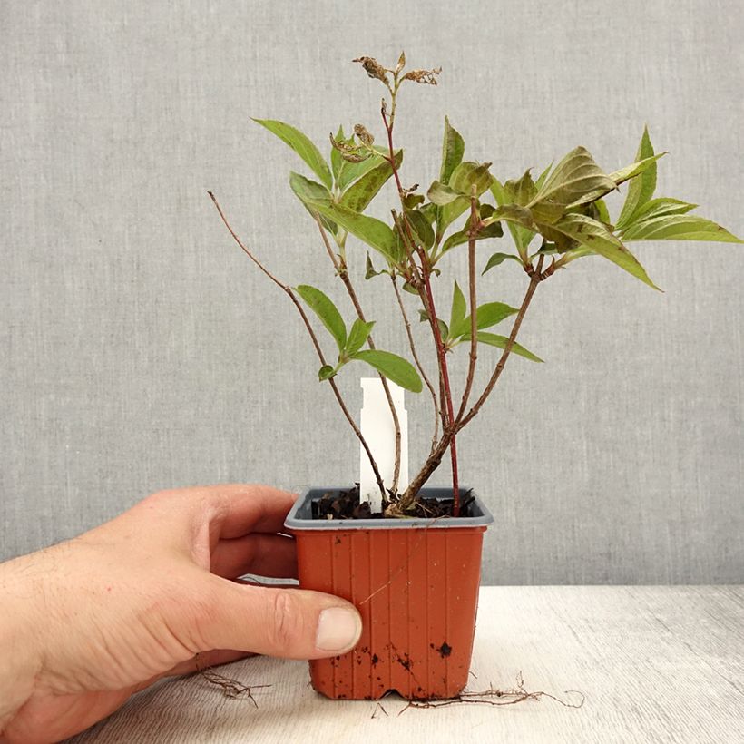 Exemplar von Rispenhortensie Skyfall - Hydrangea paniculata Kleine Töpfe von 8/9 cm wie im Frühjahr geliefert