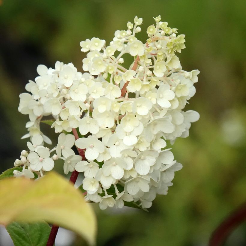 Rispenhortensie Sundae Fraise - Hydrangea paniculata (Blüte)