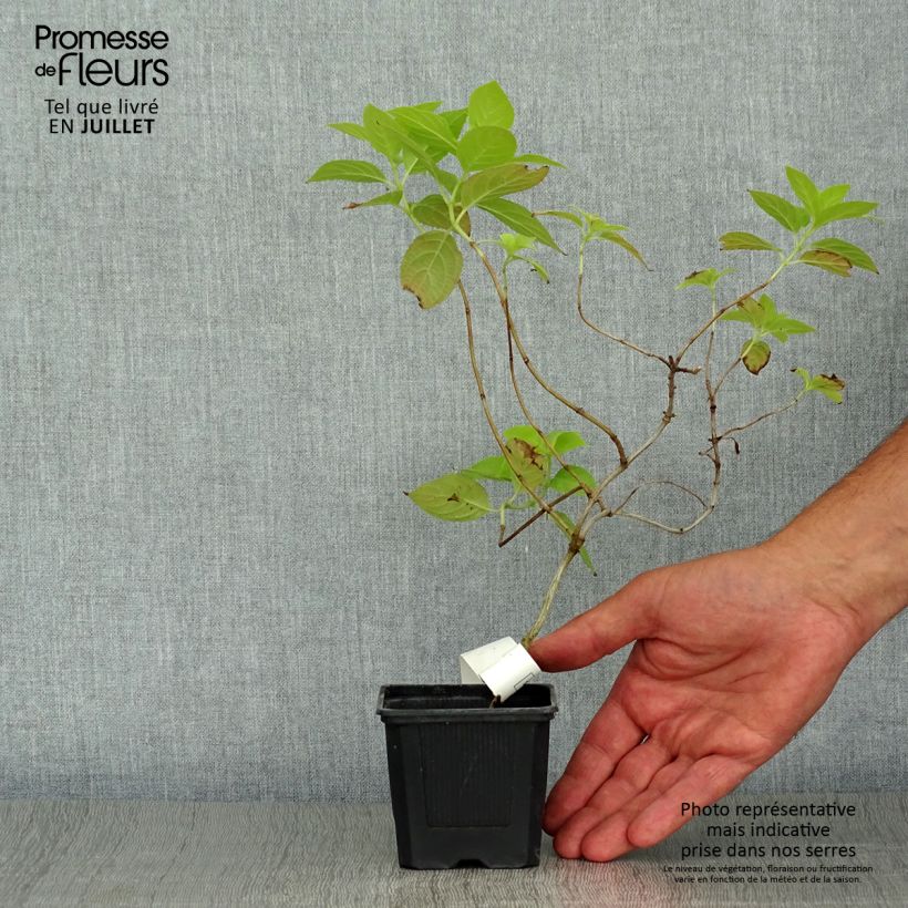 Exemplar von Rispenhortensie Sunlight - Hydrangea paniculata Kleine Töpfe von 8/9 cm wie im Sommer geliefert