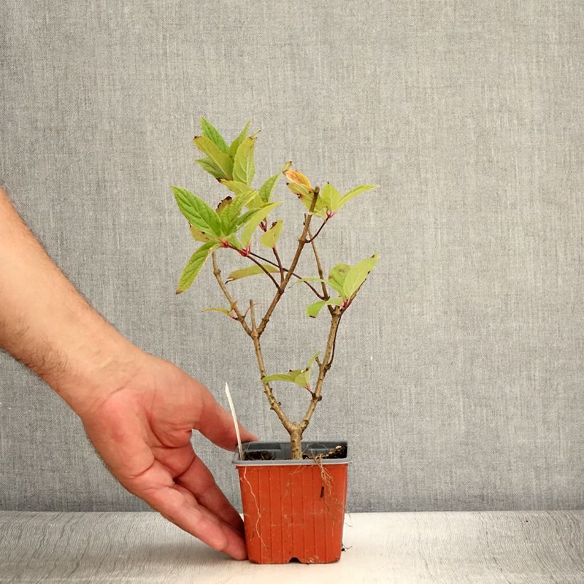 Exemplar von Rispenhortensie Tickled Pink - Hydrangea paniculata Kleine Töpfe von 8/9 cm wie im Sommer geliefert