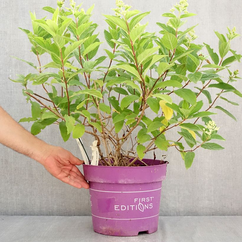 Exemplar von Rispenhortensie Tickled Pink - Hydrangea paniculata Topf mit 7,5L/10L wie im Sommer geliefert