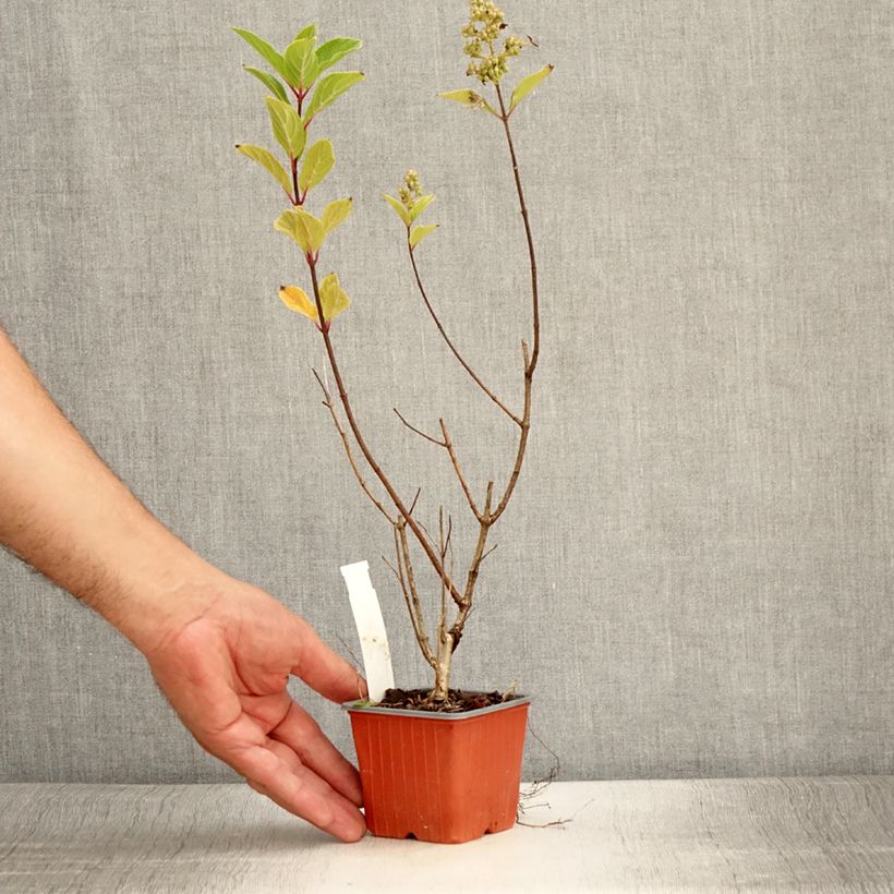 Exemplar von Rispenhortensie Unique - Hydrangea paniculata Kleine Töpfe von 8/9 cm wie im Sommer geliefert