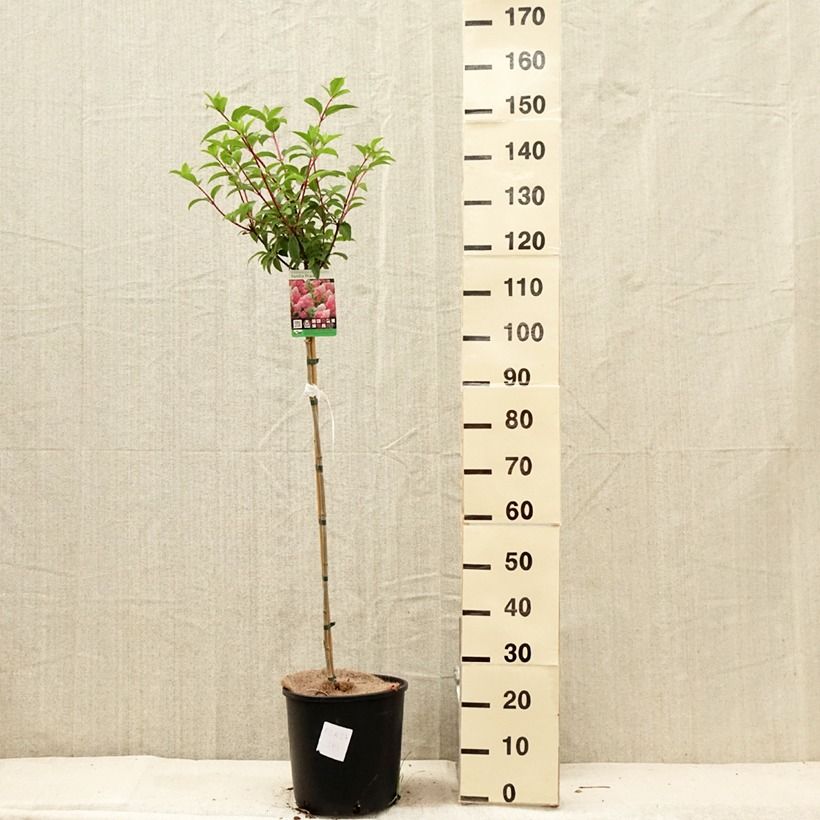 Exemplar von Rispenhortensie Vanille Fraise - Hydrangea paniculata Topf mit 12L/15LGelieferte Höhe ca. 130/150 cmcm wie im Sommer geliefert