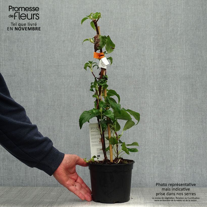 Exemplar von Hydrangea anomala sp petiolaris Flying Saucer - Kletter-Hortensie Topf mit 2L/3L wie im Herbst geliefert