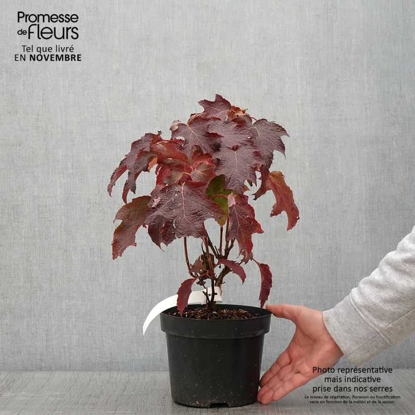 Exemplar von Eichenblatt-Hortensie Back Porch - Hydrangea quercifolia Topf mit 3L/4L wie im Herbst geliefert