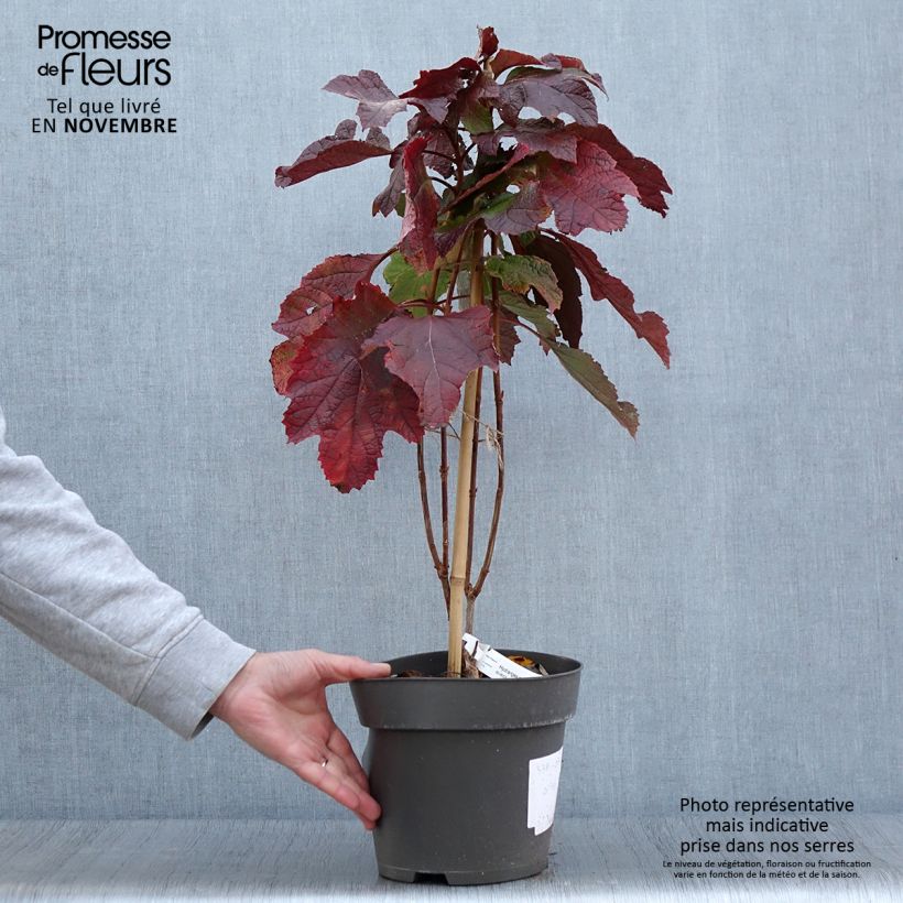 Exemplar von Eichenblatt-Hortensie Snowcicle - Hydrangea quercifolia Topf mit 4L/5L wie im Herbst geliefert