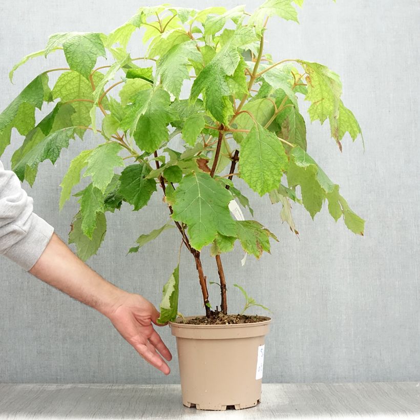 Exemplar von Eichenblatt-Hortensie Tara - Hydrangea quercifolia Topf mit 4L/5L wie im Sommer geliefert