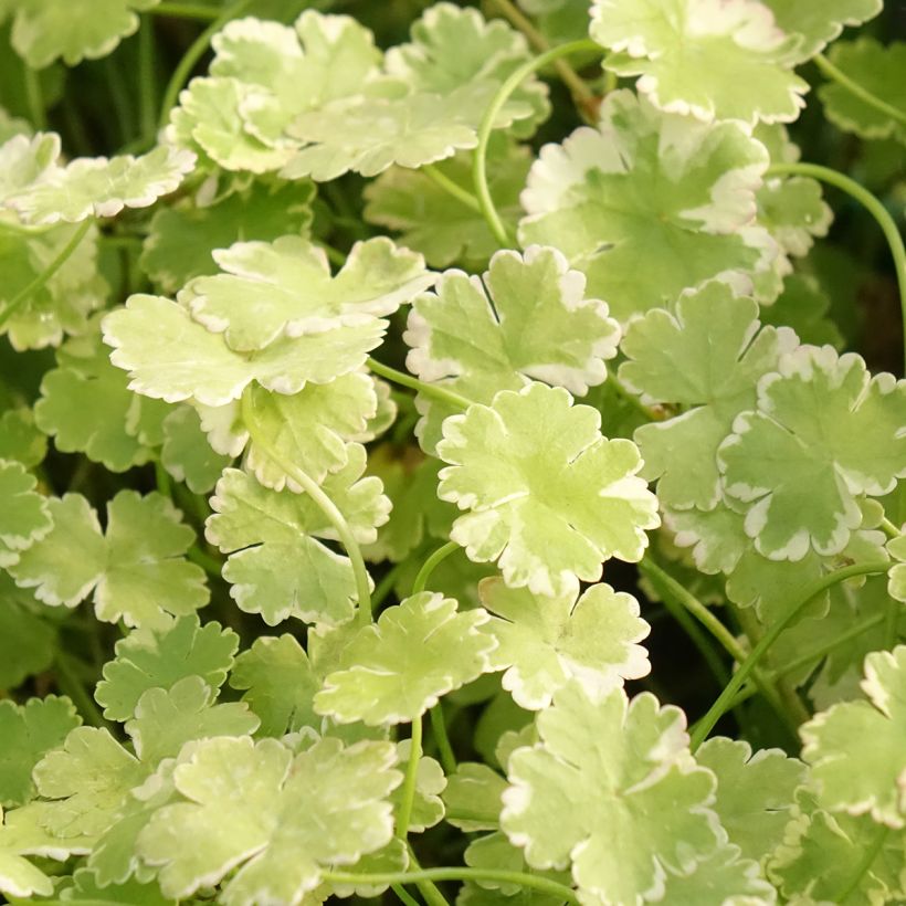 Hydrocotyle sibthorpioides - Kleinblättrige Wassernabel (Laub)