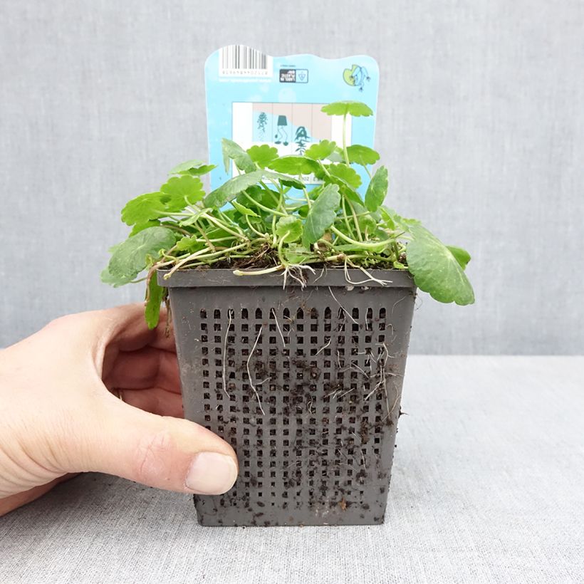Exemplar von Hydrocotyle vulgaris - Wassernabel Topf mit 1L/1,5L wie im Frühjahr geliefert
