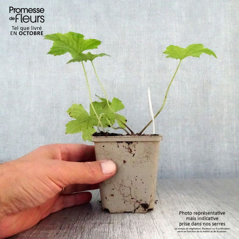 Exemplar von Hydrophyllum canadense - Kanadische Wasserblatt Kleine Töpfe von 8/9 cm wie im Herbst geliefert