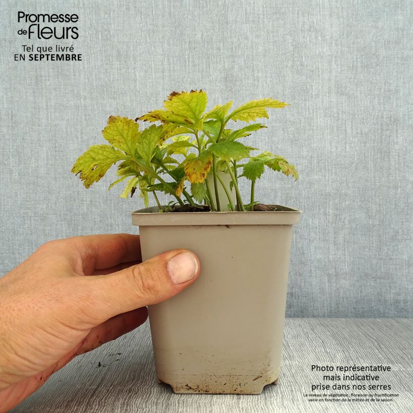 Exemplar von Hylomecon japonica - Japanischer Waldmohn Kleine Töpfe von 8/9 cm wie im Sommer geliefert