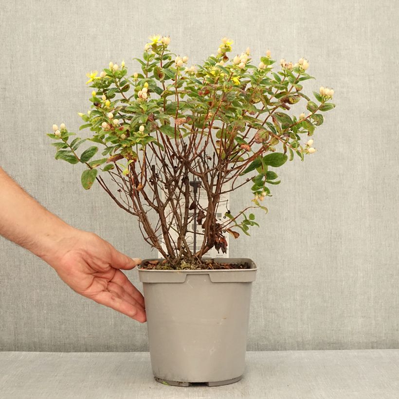 Exemplar von Hypericum Magical Beauty Kolmbeau - Johanniskraut Topf mit 3L/4L wie im Sommer geliefert