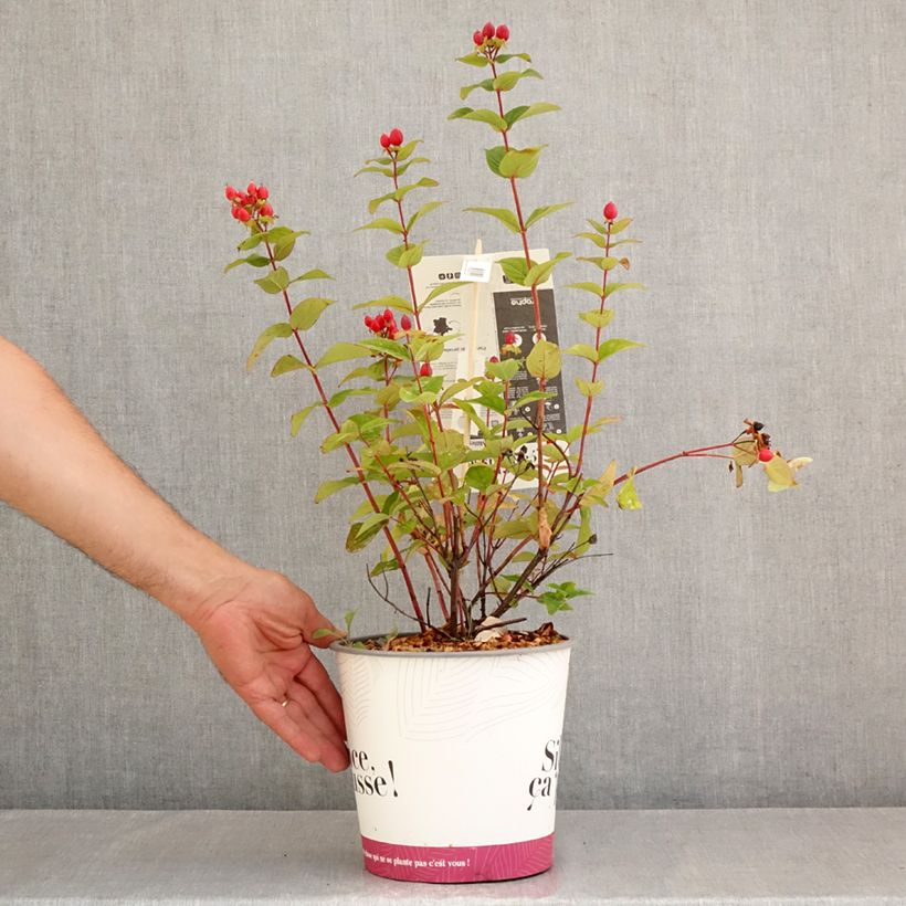 Exemplar von Hypericum Magical Universe - Johanniskraut Topf mit 4L/5L wie im Sommer geliefert