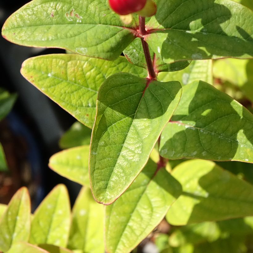 Hypericum Magical Universe - Johanniskraut (Laub)