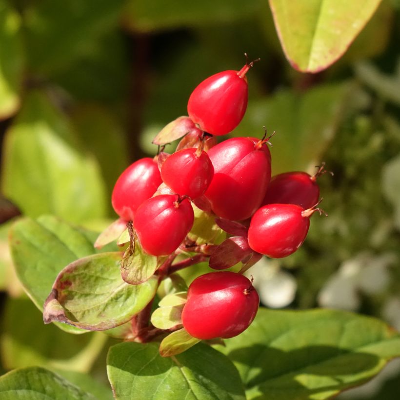Hypericum Magical Universe - Johanniskraut (Ernte)