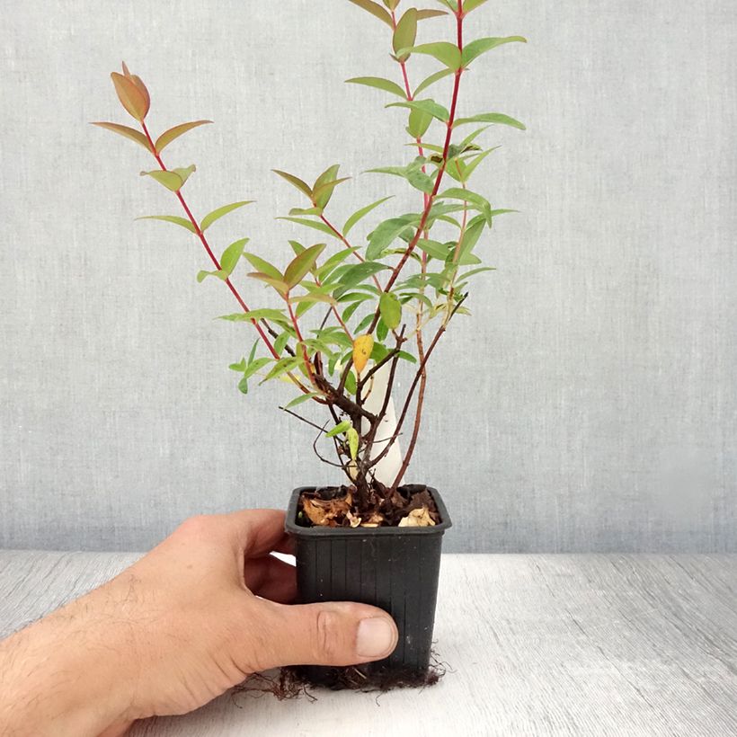 Exemplar von Hypericum Hidcote - Großblumiges Johanniskraut Kleine Töpfe von 8/9 cm wie im Sommer geliefert