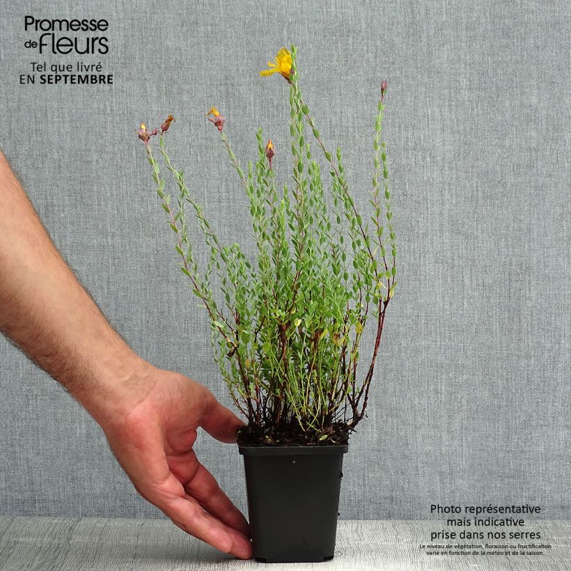 Exemplar von Hypericum olympicum - Johanniskraut Kleine Töpfe von 8/9 cm wie im Sommer geliefert