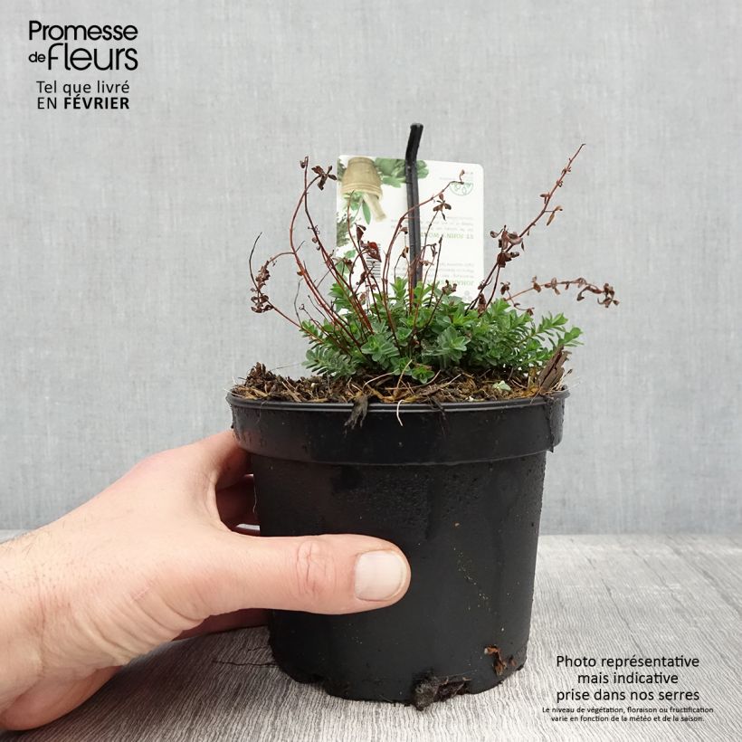 Exemplar von Hypericum perforatum - Johanniskraut Topf mit 1,5L/2L wie im Winter geliefert