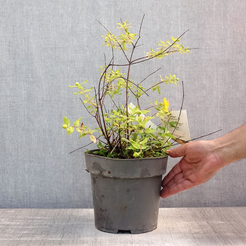 Exemplar von Hypericum moserianum Little Misstery - Johanniskraut Topf mit 4L/5L wie im Sommer geliefert