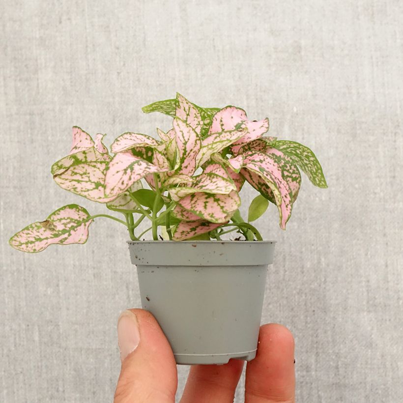 Exemplar von Hypoestes phyllostachya Pink - Hüllenklaue Mini-plante wie im Frühjahr geliefert