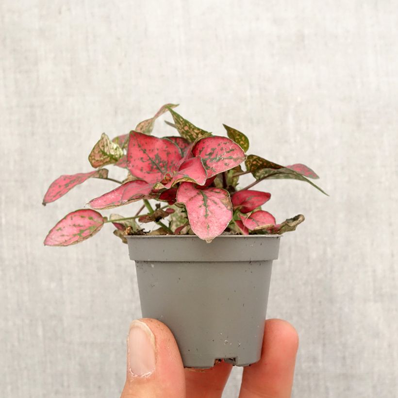 Exemplar von Hypoestes phyllostachya Red - Hüllenklaue Mini-plante wie im Frühjahr geliefert