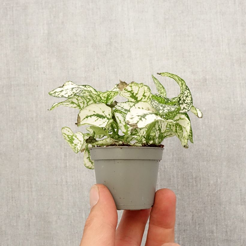 Exemplar von Hypoestes phyllostachya White - Hüllenklaue Mini-plante wie im Frühjahr geliefert