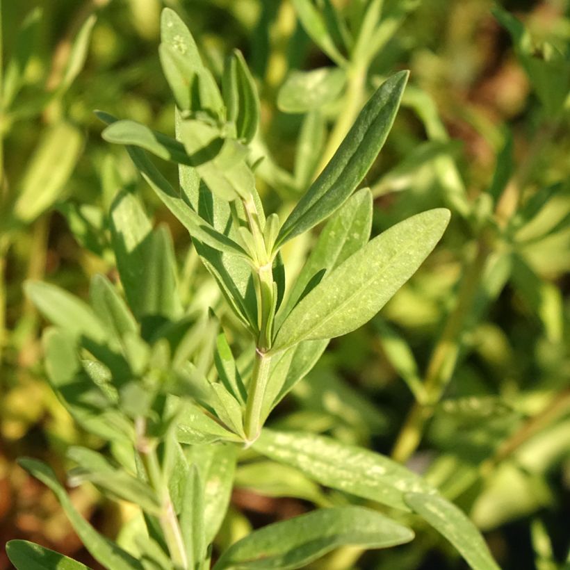 Ysop - Hyssopus officinalis (Laub)