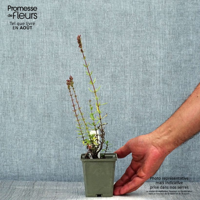 Exemplar von Hyssopus officinalis f. roseus Kleine Töpfe von 8/9 cm wie im Sommer geliefert