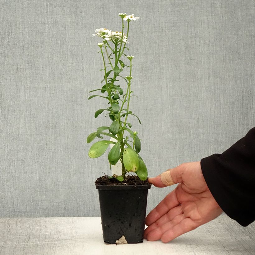 Exemplar von Iberis sempervirens Masterpiece - Immergrüne Schleifenblume Kleine Töpfe von 8/9 cm wie im Sommer geliefert
