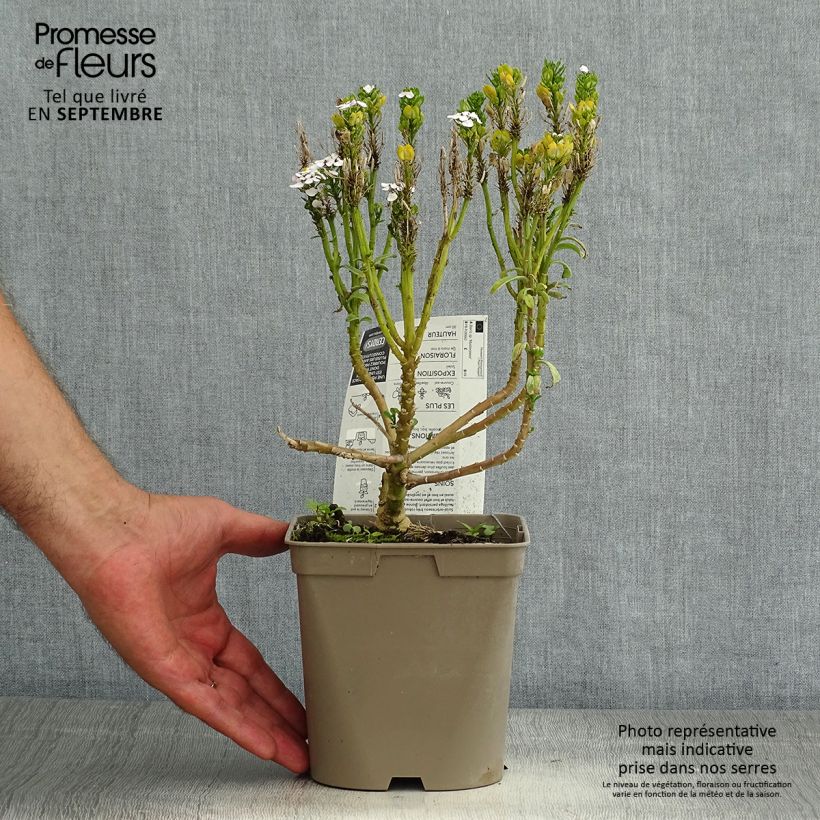 Exemplar von Iberis sempervirens Masterpiece - Immergrüne Schleifenblume Topf mit 2L/3L wie im Sommer geliefert