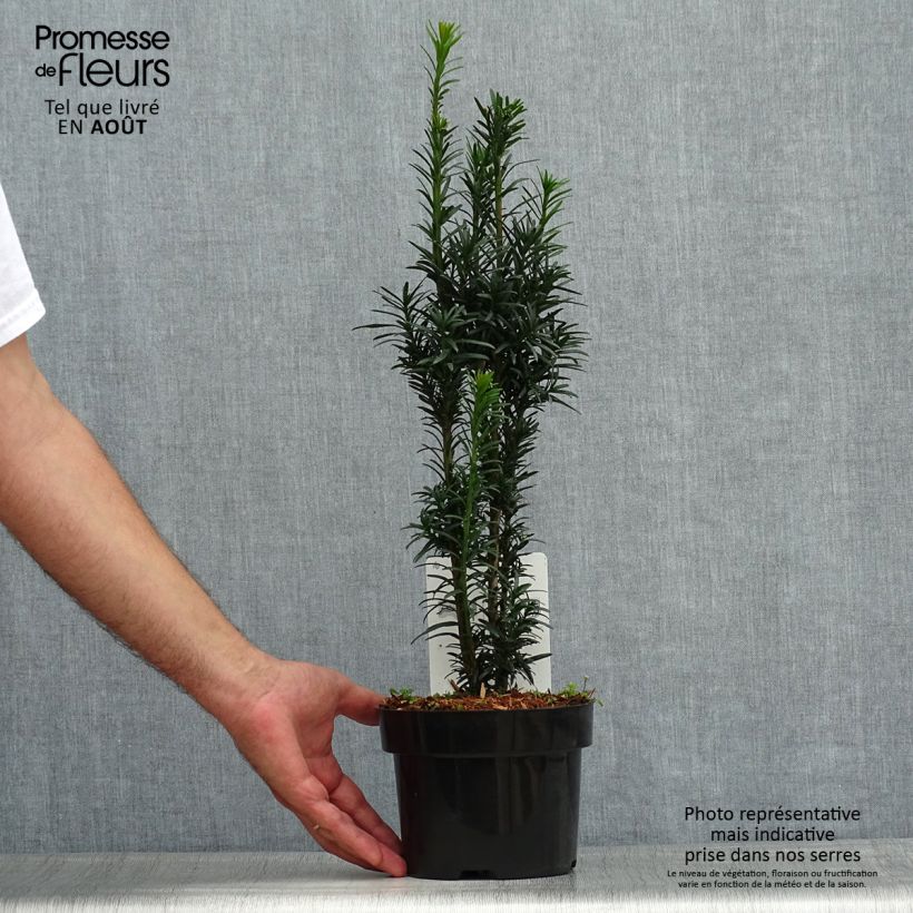 Exemplar von Säuleneibe Black Tower - Taxus baccata fastigiata Topf mit 2L/3L wie im Sommer geliefert