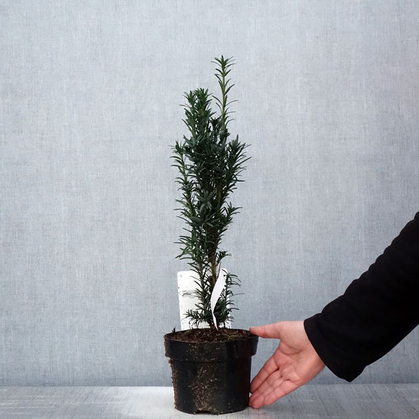 Exemplar von Säuleneibe Black Tower - Taxus baccata fastigiata Topf mit 2L/3LGelieferte Höhe ca. 25/30cm wie im Frühjahr geliefert